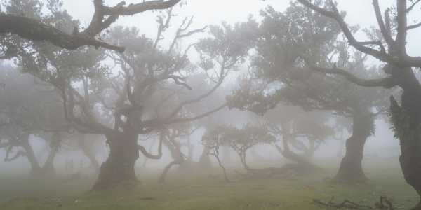 Bosques de laurisilva en madeira para explorar en familia con niños pequeños