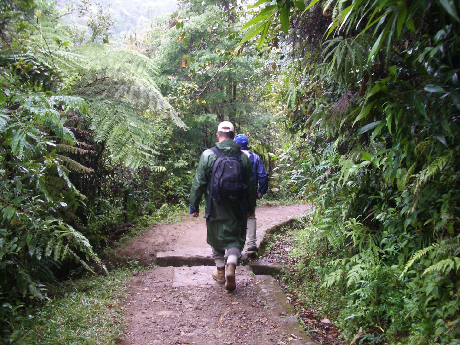 Tras el Corazón Verde [EXODE 2026]