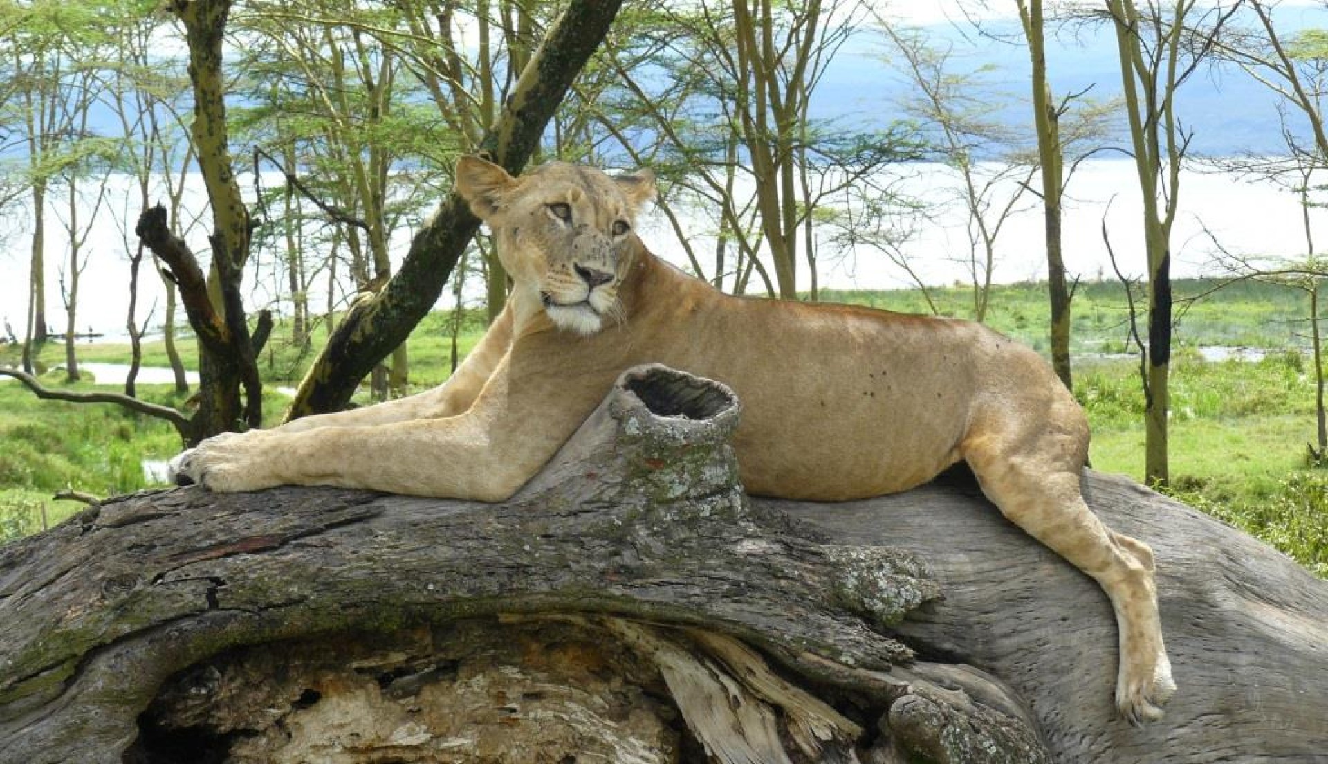 Safari Ripuripu [EXODE 2026]