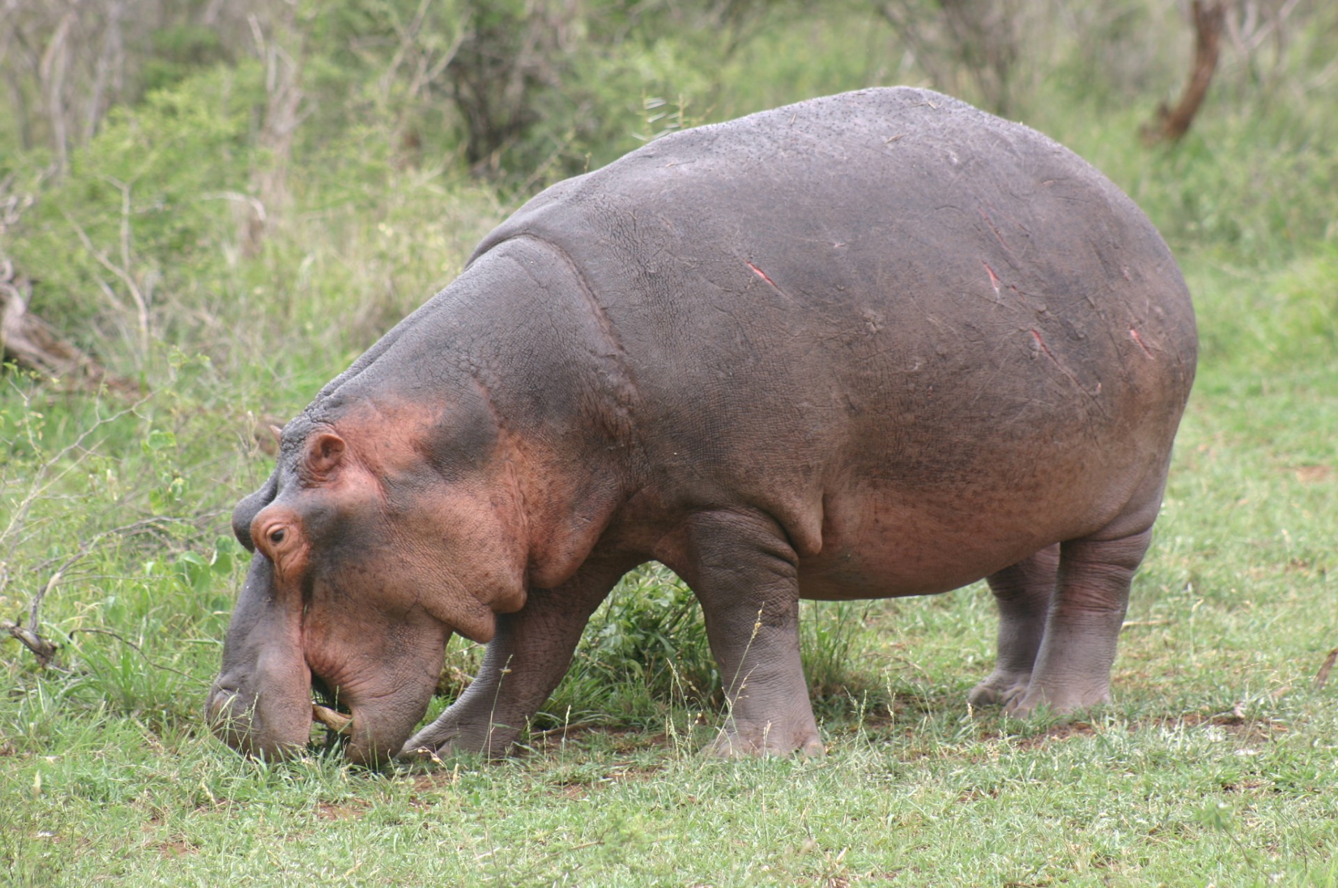 Ruta Jardí i Parc Kruger [EXODE 2026]