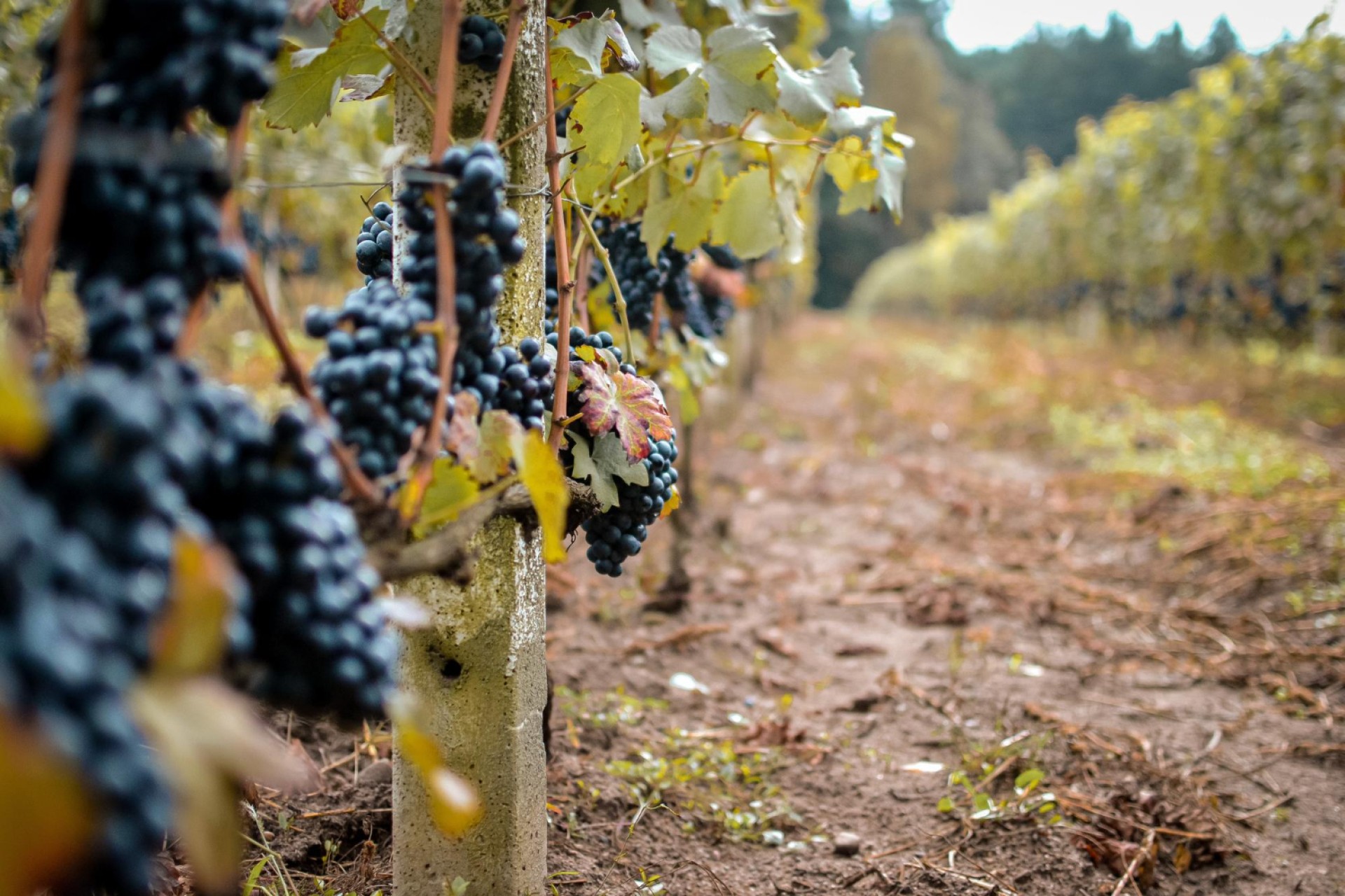 La ruta alsaciana del vino, ¡perfecta para recorrer en bicicleta!