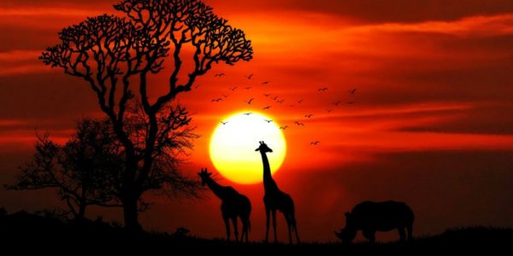 claves para un safari responsable