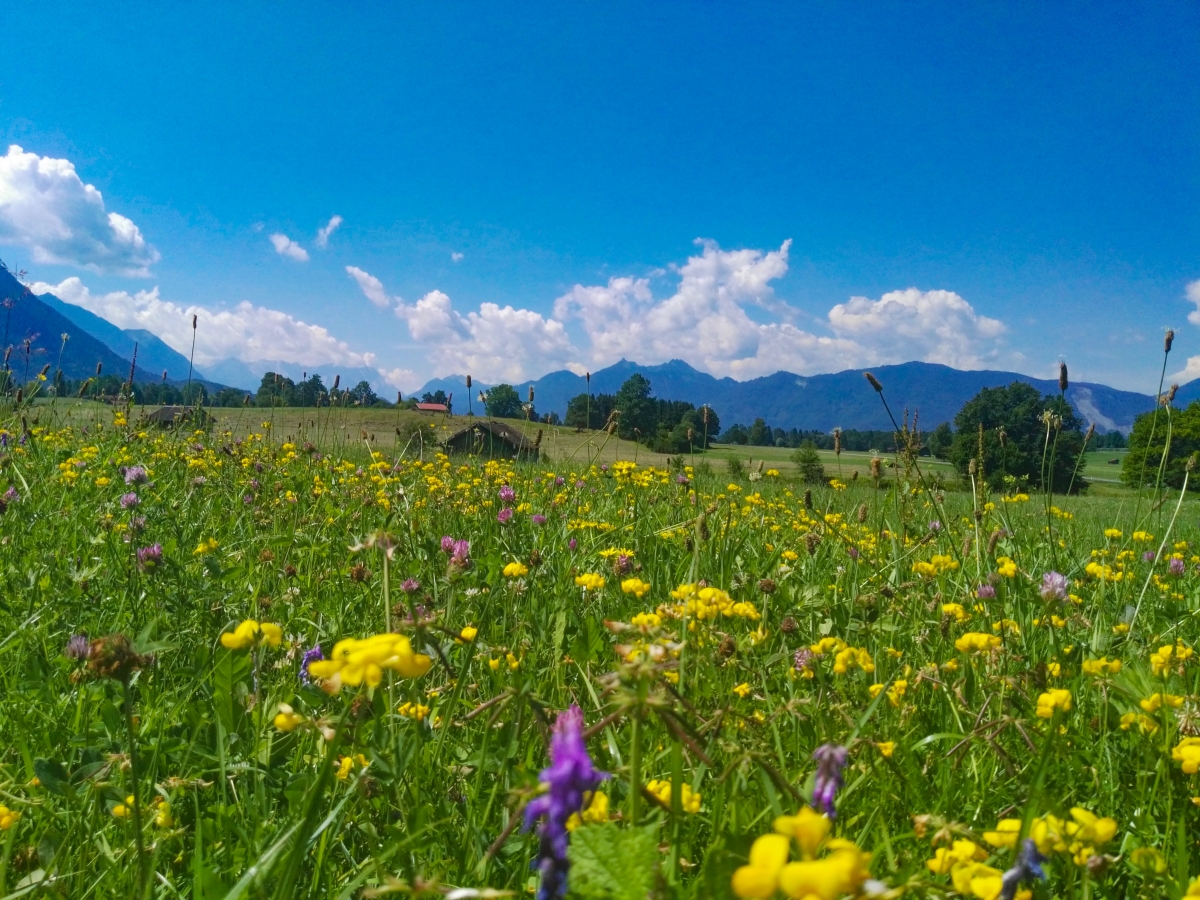 Ruta Romàntica i Llacs Bavaros [BIKE 2025]