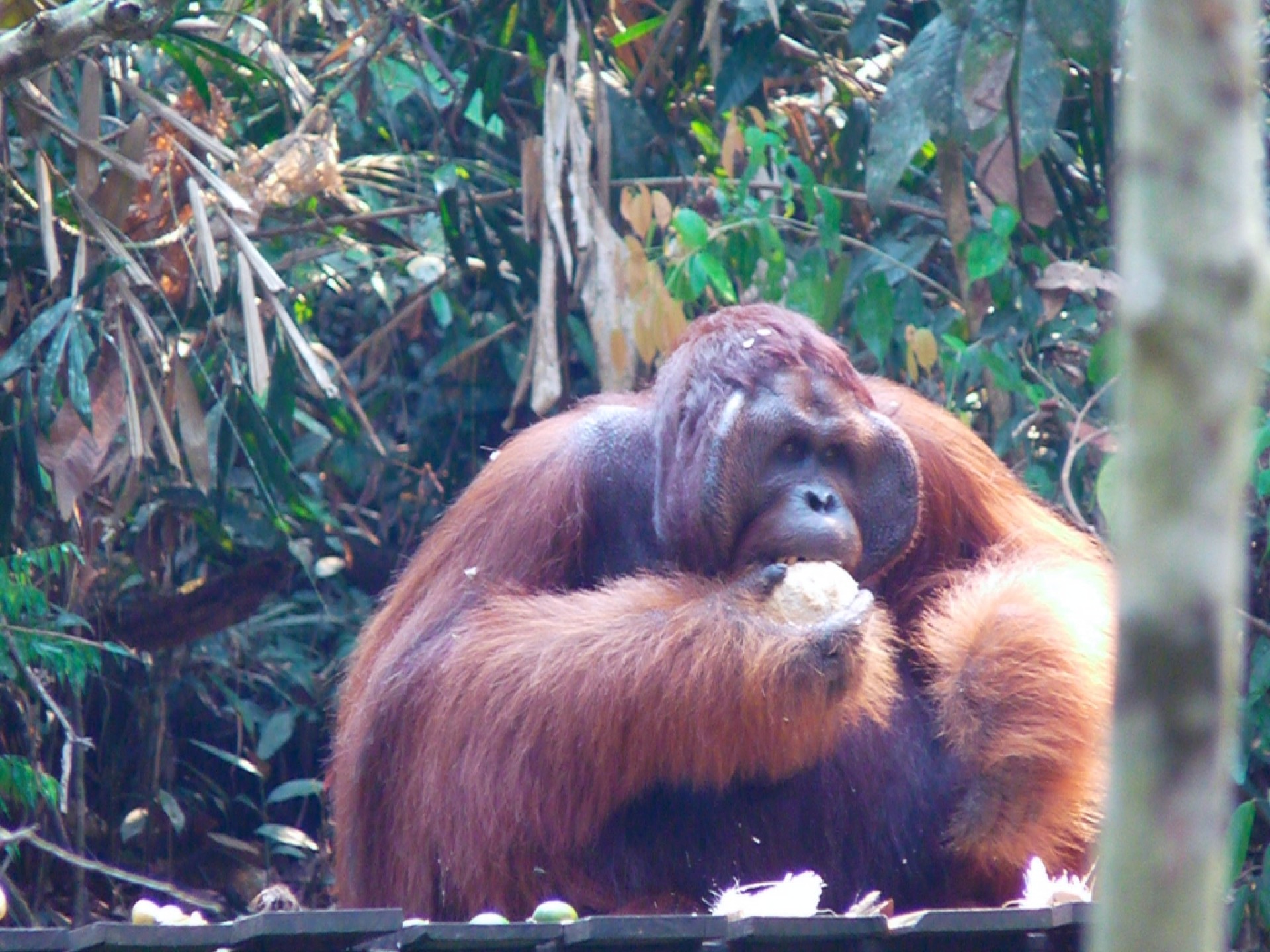 Singapur y Malasia esencial con Islas Perhentian [EXODE 2026]