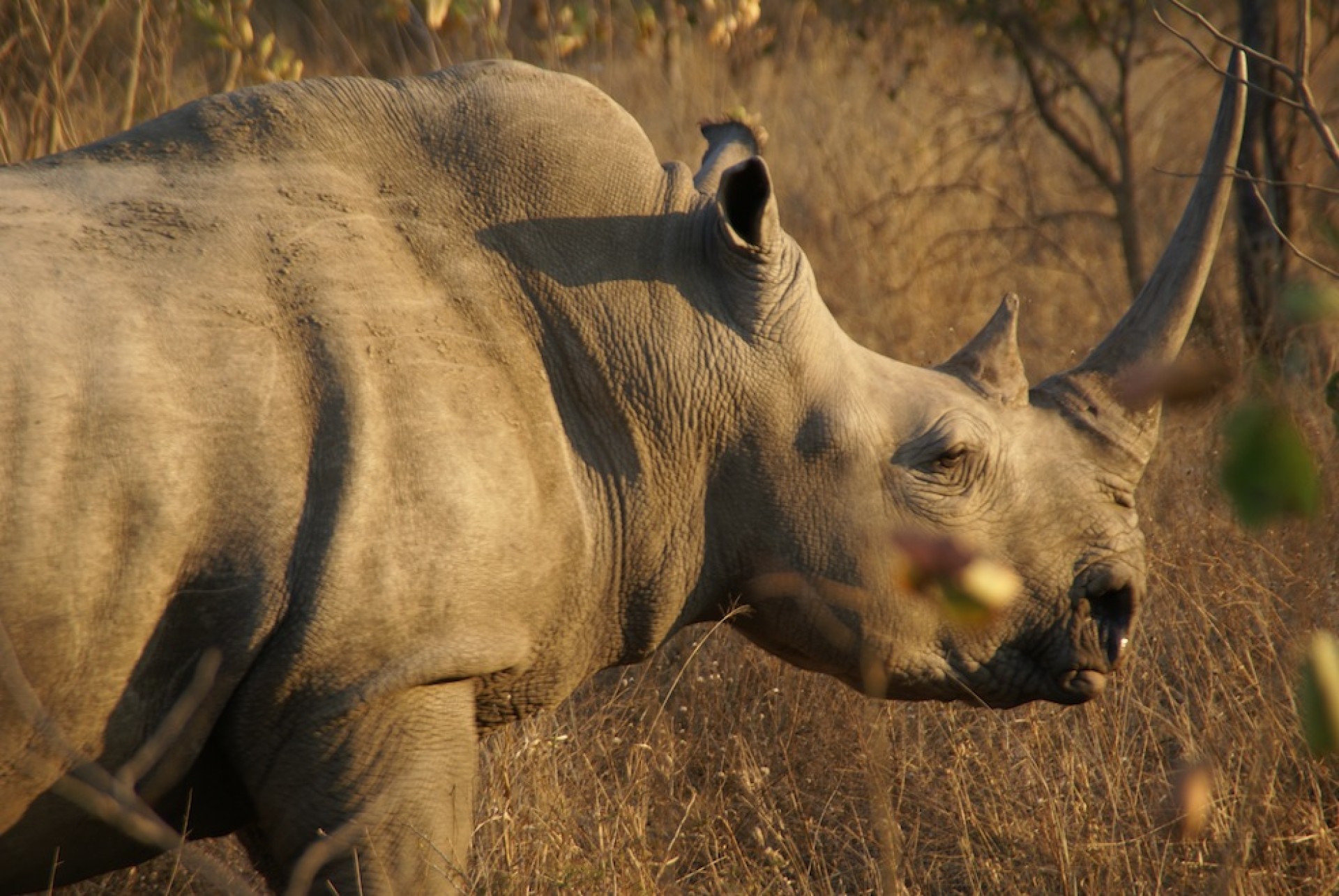 SUD -AFRICA EN LLIBERTAT [EXODE 2026]