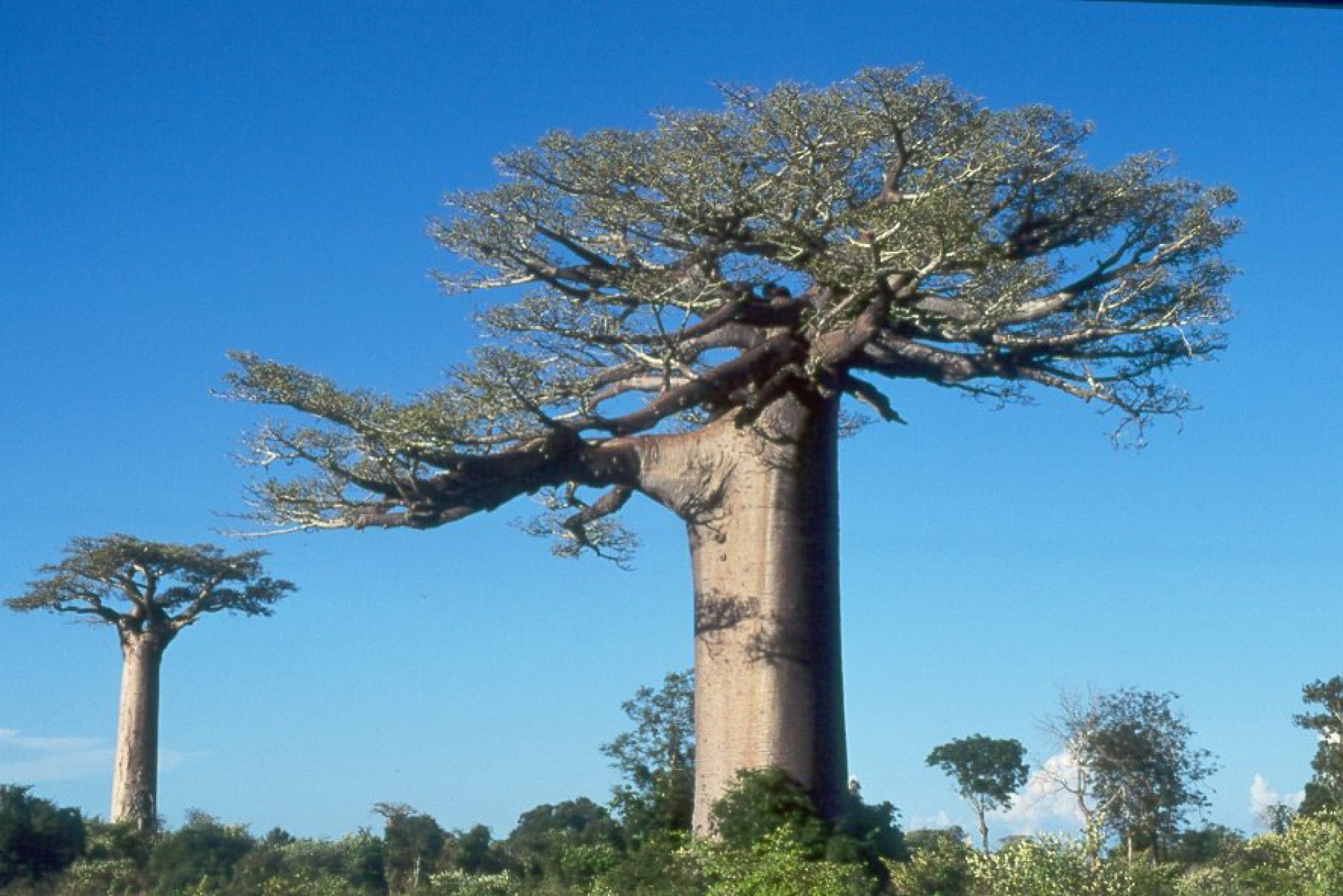 31 AGO - Fauna Malgache [EXODE 2026]