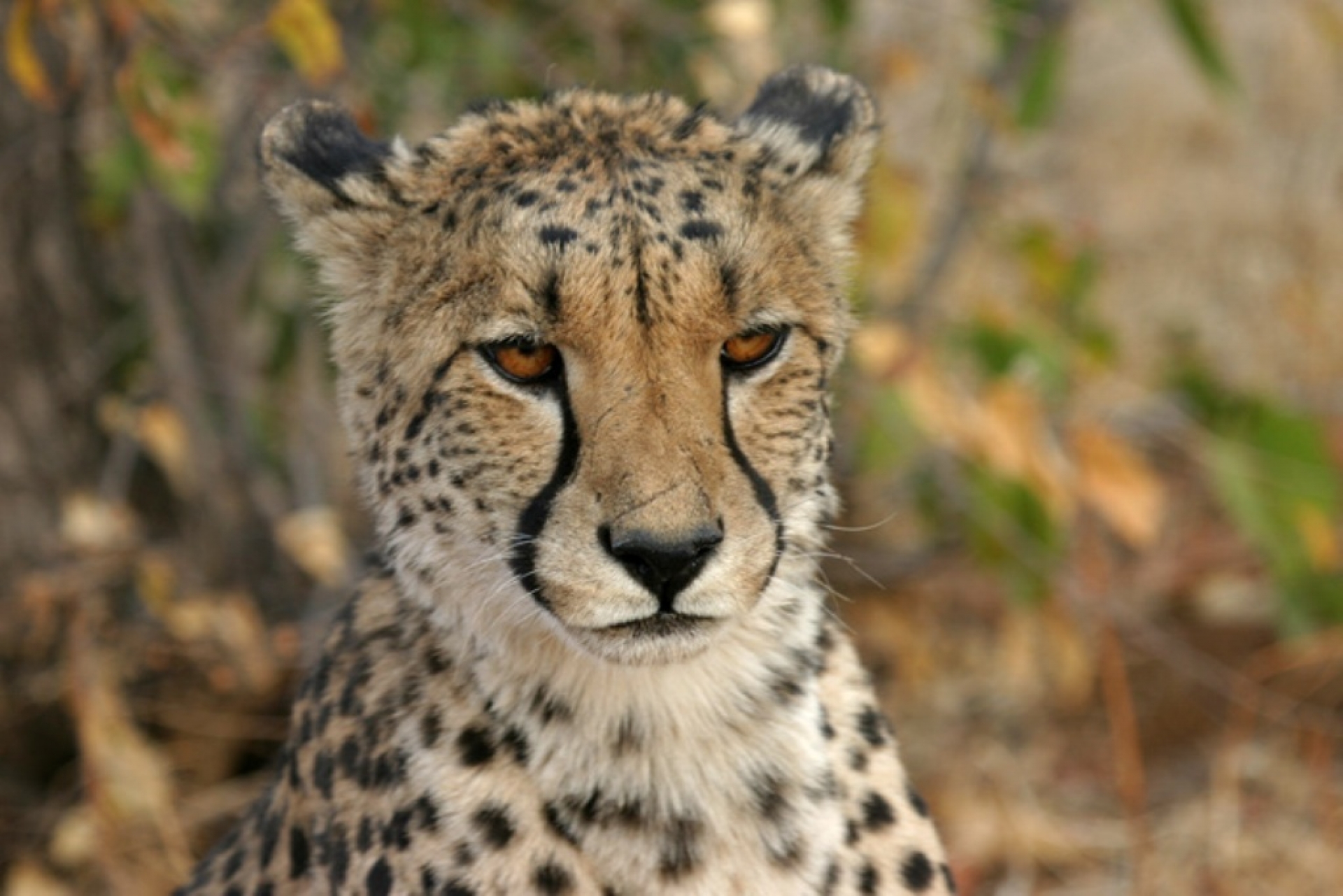 Safari Ngiri [EXODE 2026]