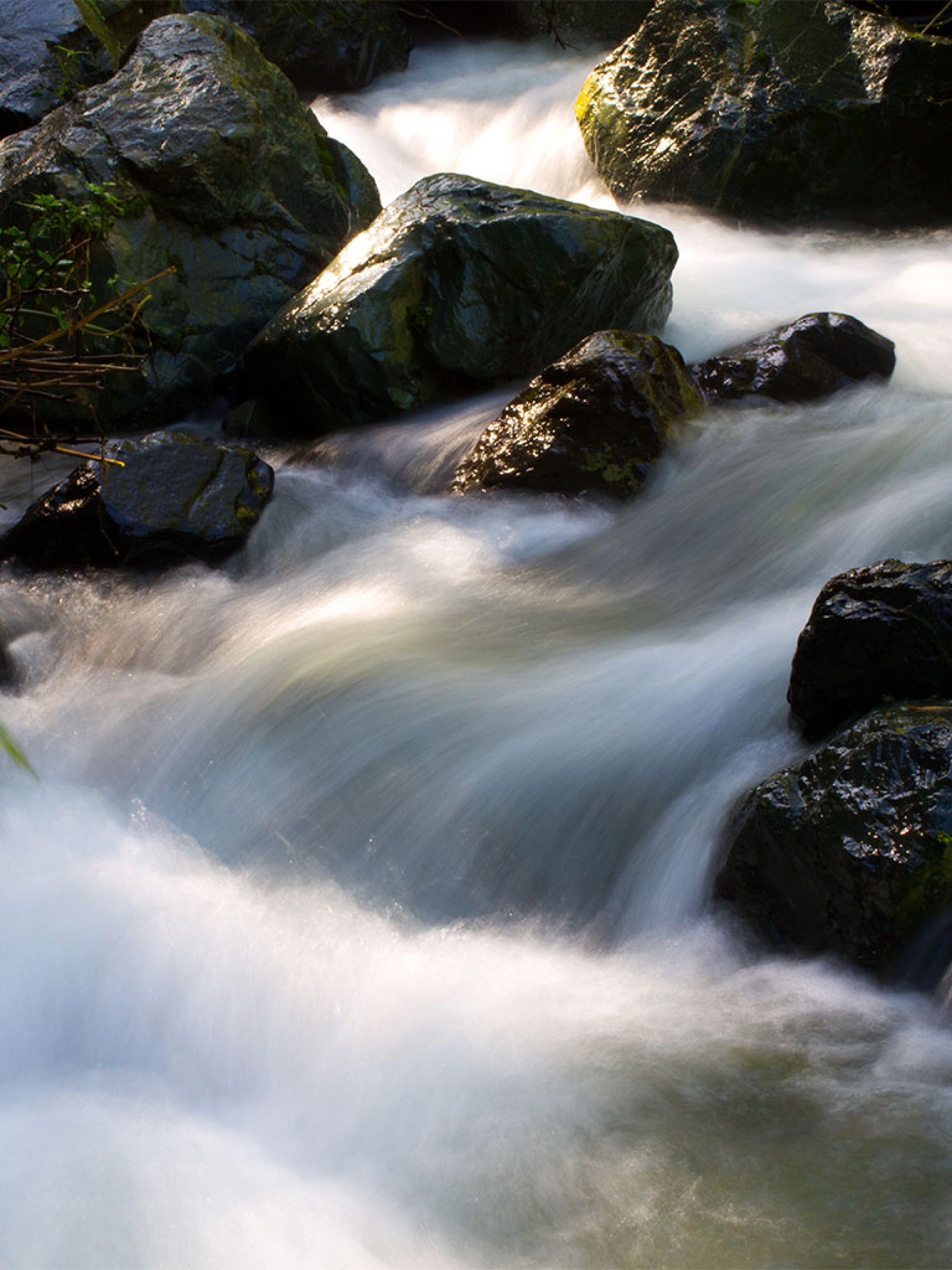 MOLT MES QUE CARIB [2026]
