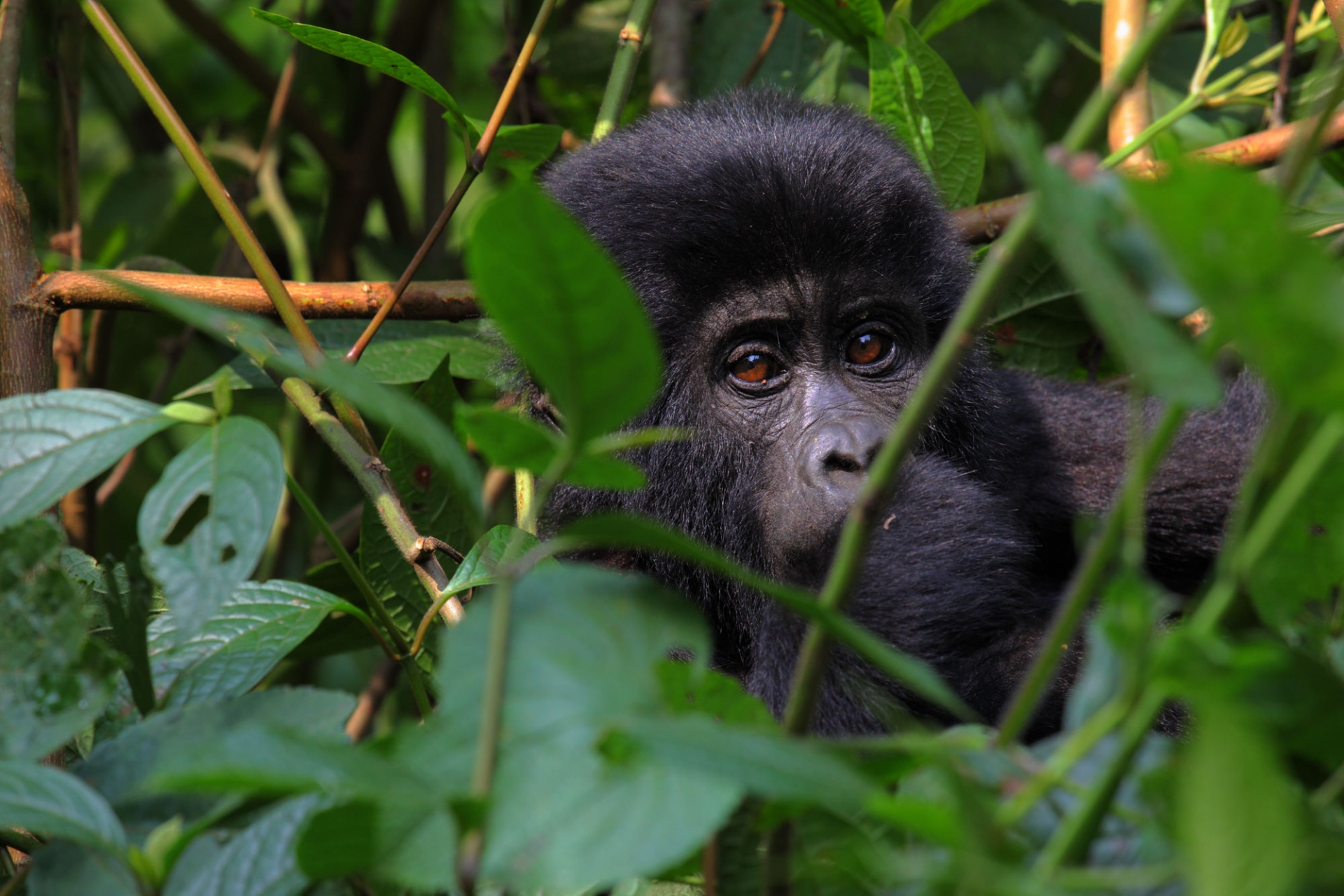 SAFARI KIBOKO [EXODE 2026]