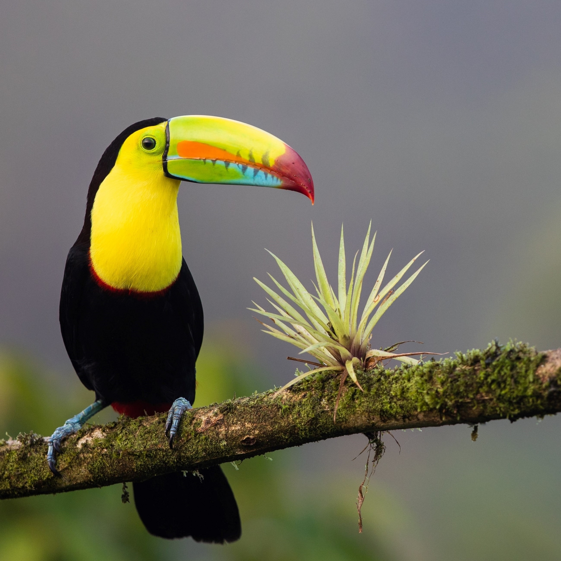 Volcanes de Costa Rica [EXODE 2026]