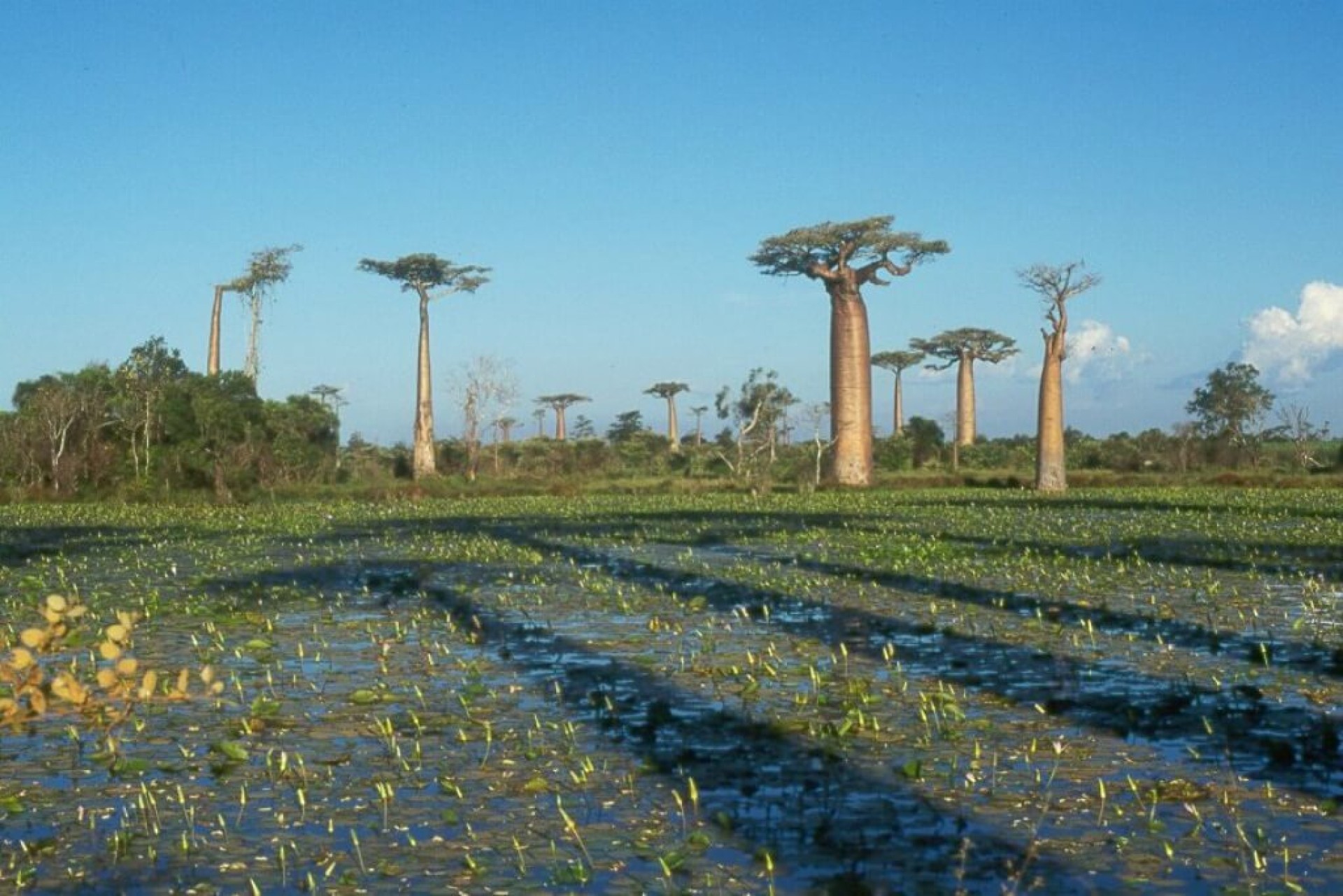 Expedición Baobab [EXODE 2026]