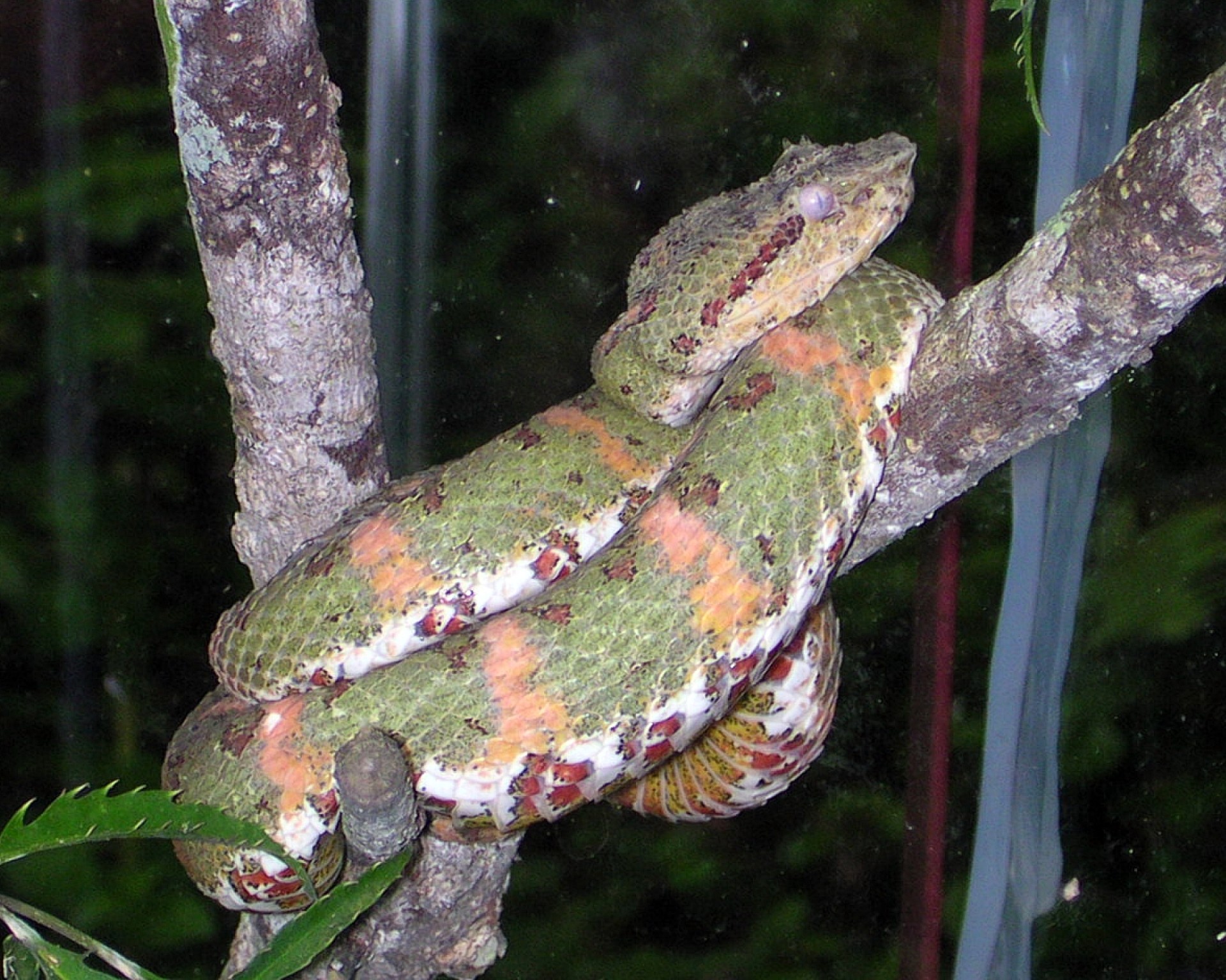 Essència de Costa Rica [EXODE 2026]