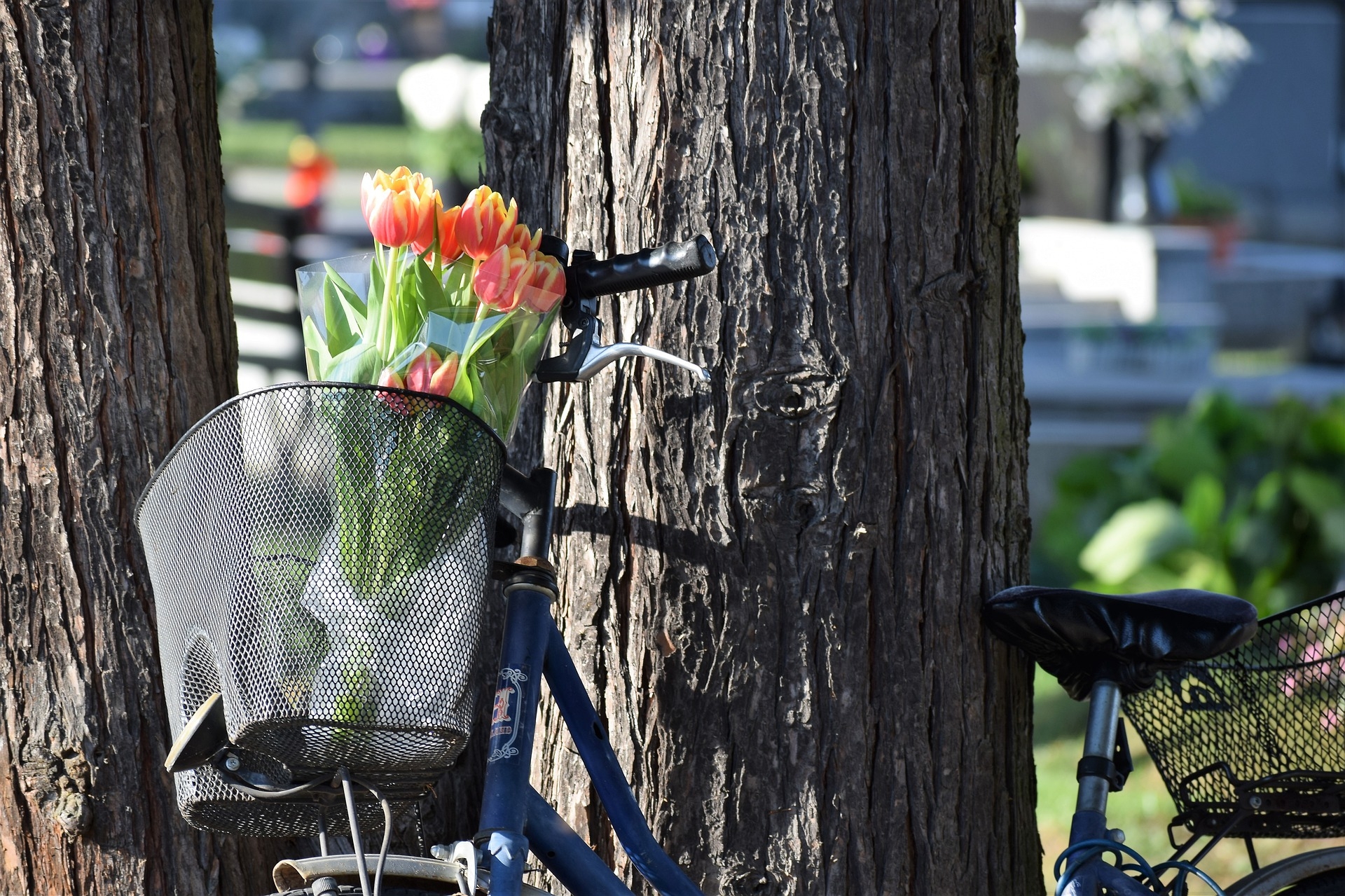 Ruta de los Tulipanes [BIKE 2026]