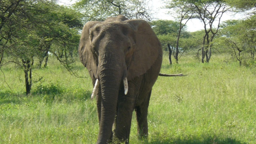 KENIA - Safari Samburu [EXODE 2024]