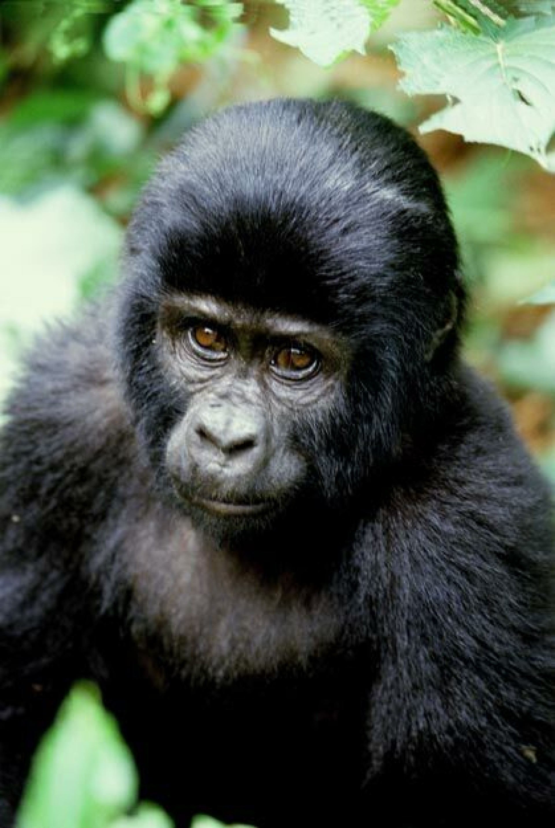 LA SENDA DE LOS GORILAS [EXODE 2026]