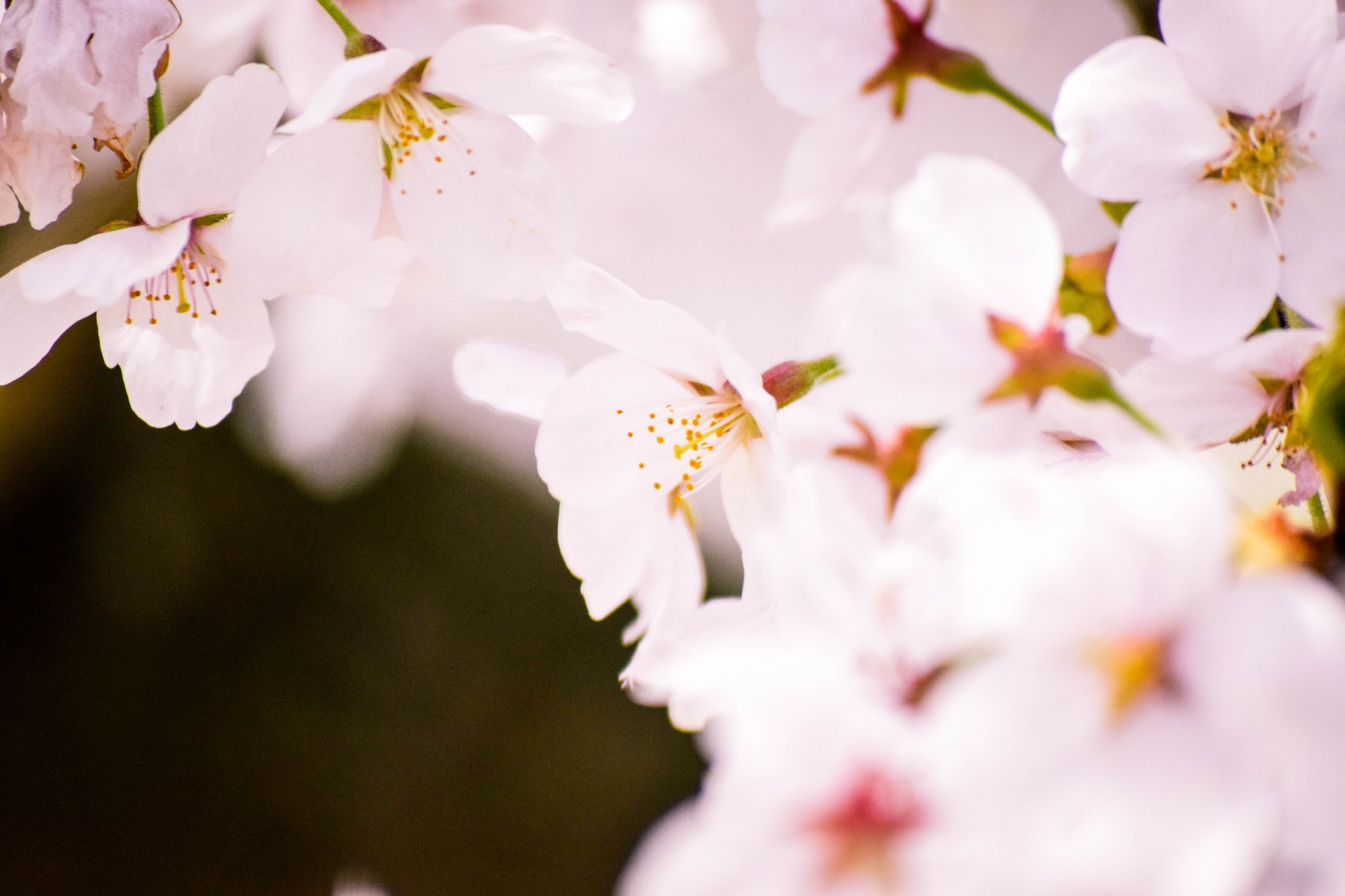 SAKURA / HANAMI